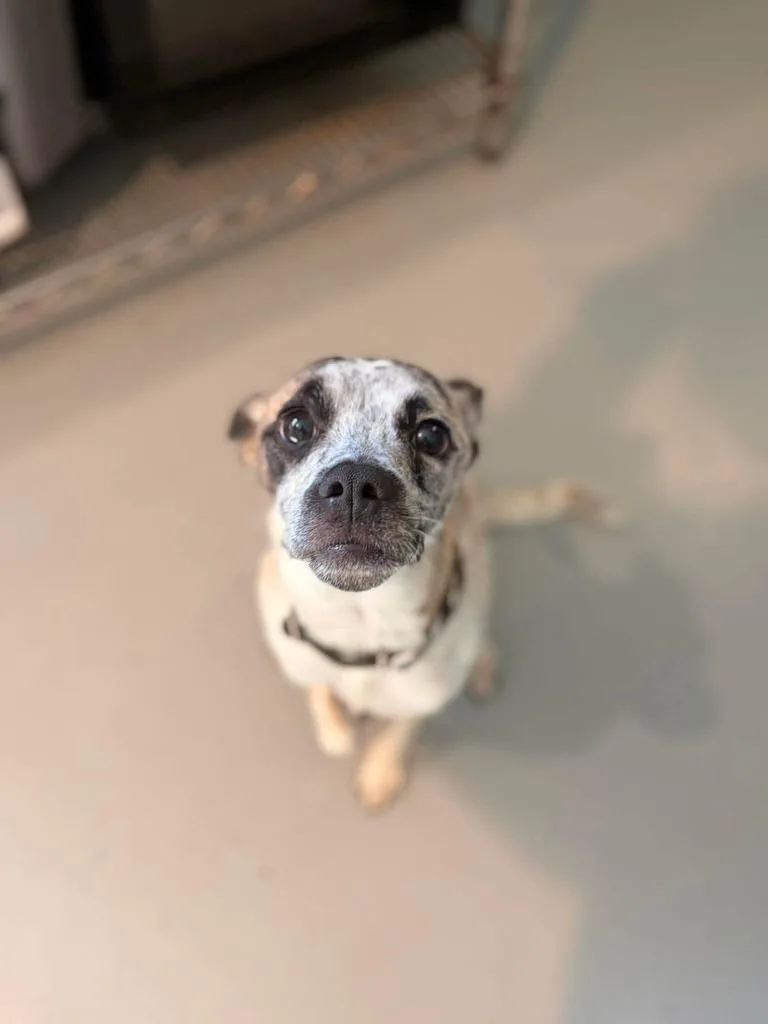 A young medium-sized male Rat Terrier dog named Jasper for adoption in Ashland, WI