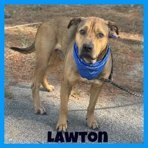 Lawton