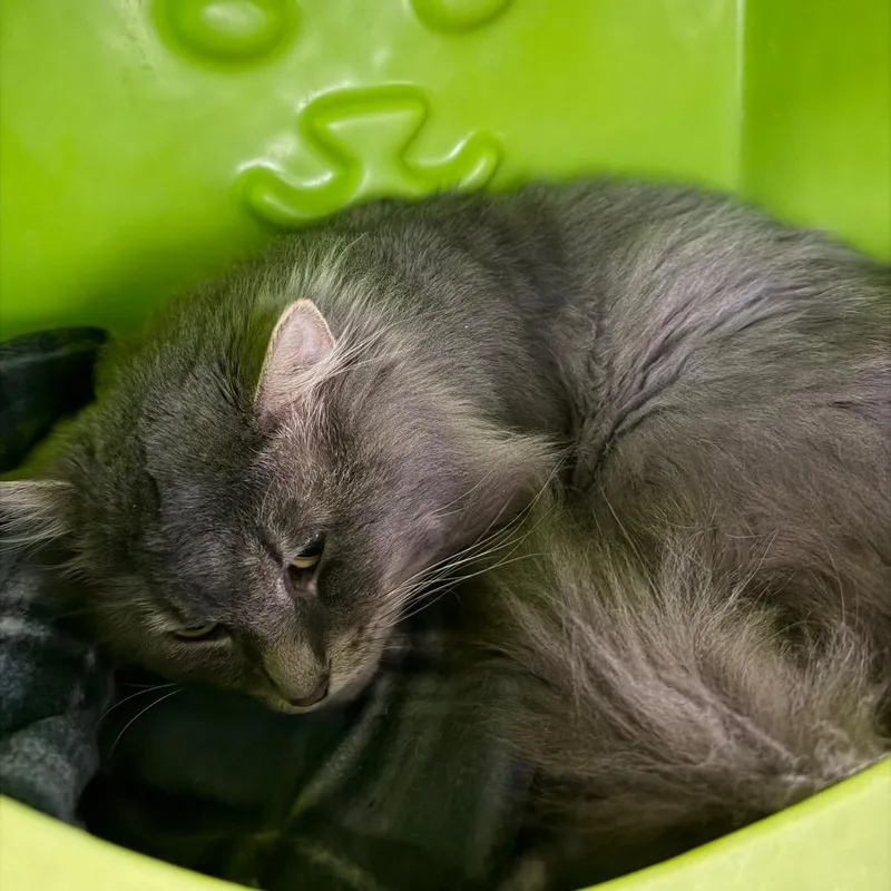 A young large-sized male Gray / Blue / Silver Domestic Medium Hair cat named Lovie for adoption in Waukesha, WI