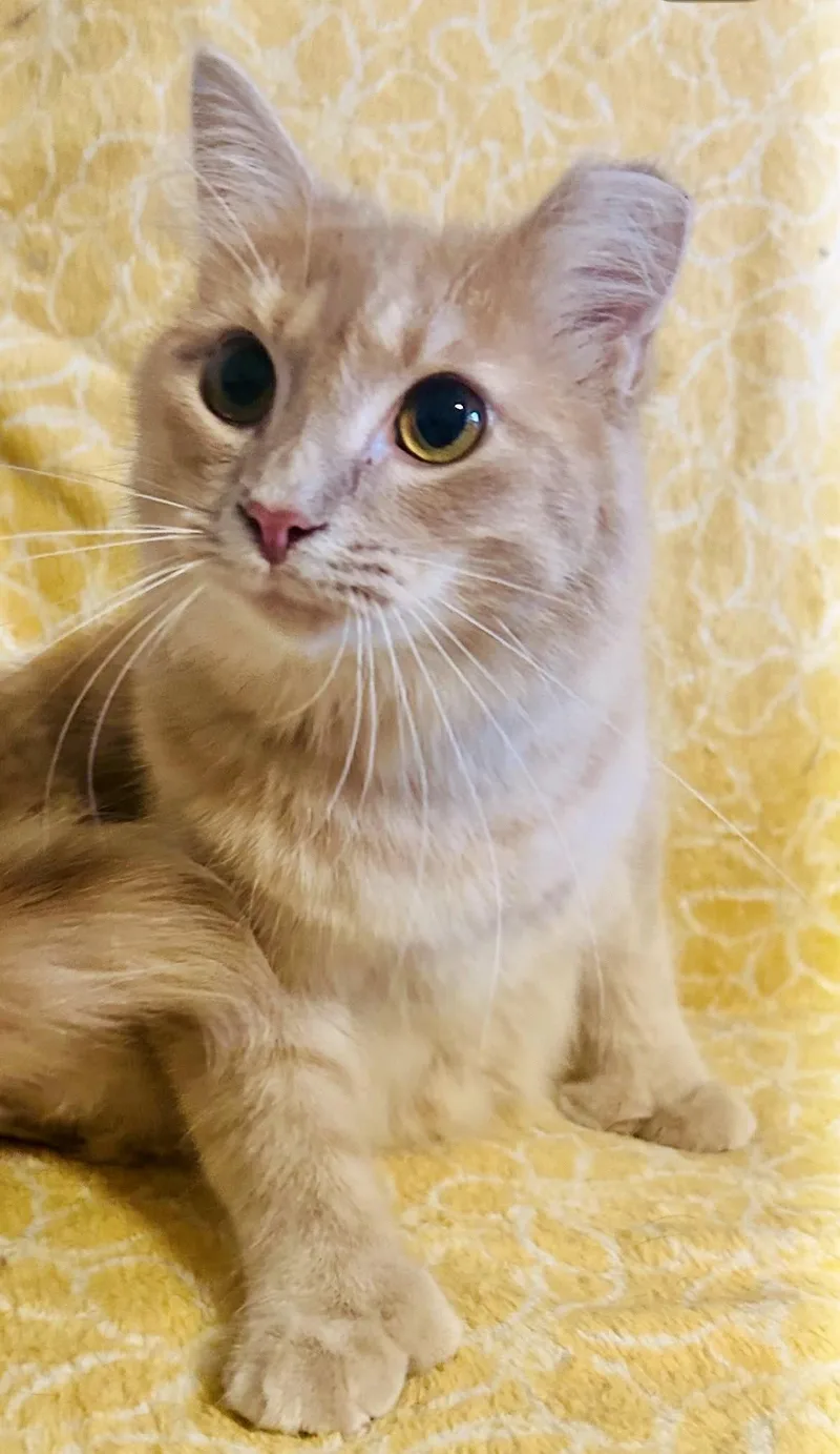 A young small-sized male Orange / Red Domestic Medium Hair cat named Hemi for adoption in Forest Lake, MN
