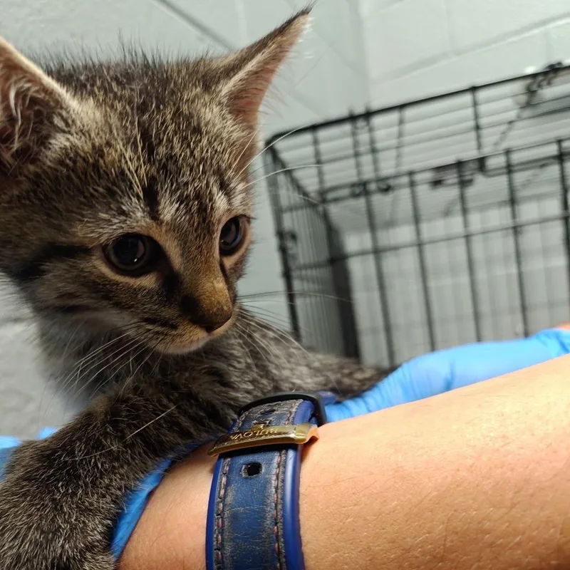 A baby small-sized male Domestic Short Hair cat named Brodie for adoption in Allentown, PA