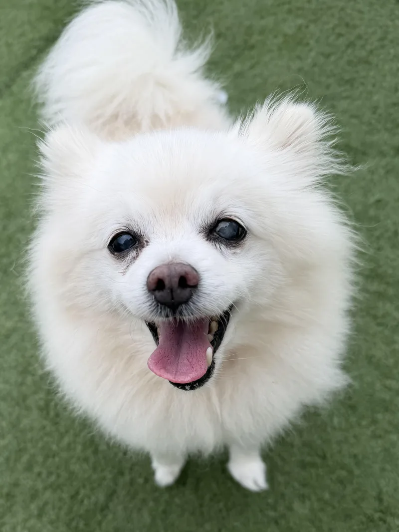 A senior small-sized female Pomeranian dog named Tillie for adoption in MYRTLE BEACH, SC