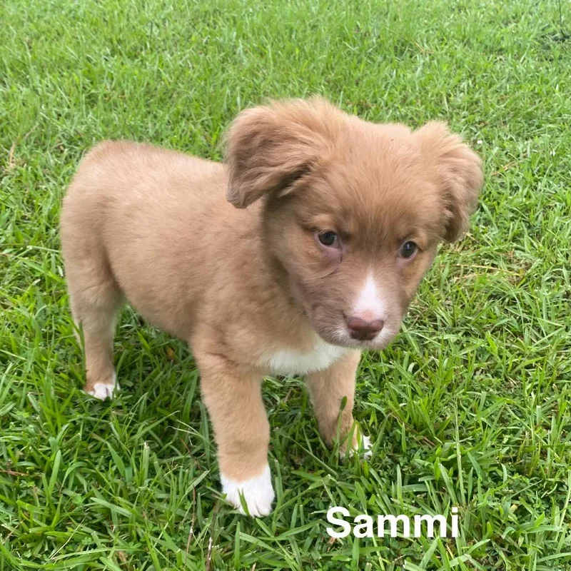 Sammi