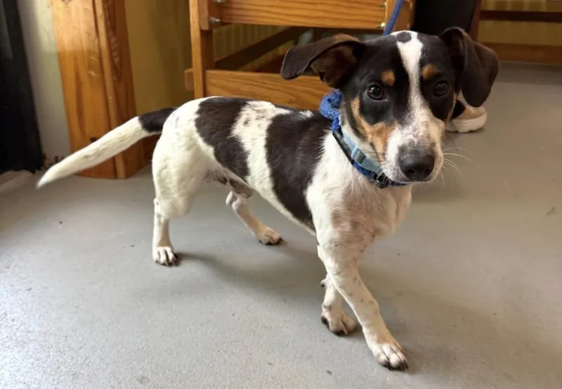A young small-sized male Mixed Breed dog named TRex for adoption in Lawrenceburg, TN