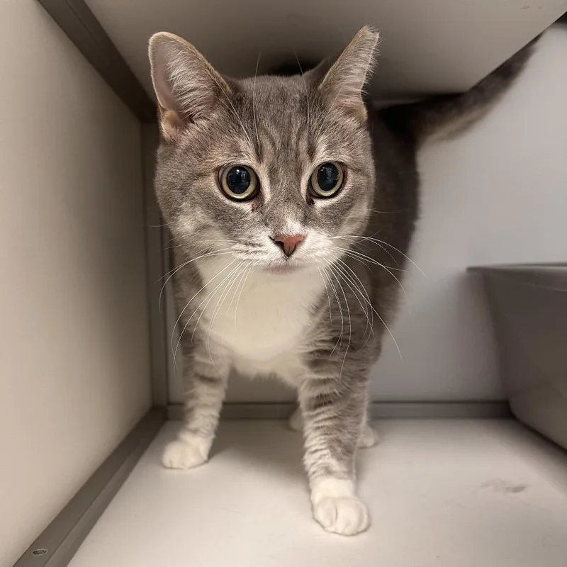 A senior medium-sized female Gray / Blue / Silver Domestic Short Hair cat named Nelly for adoption in Boston, MA