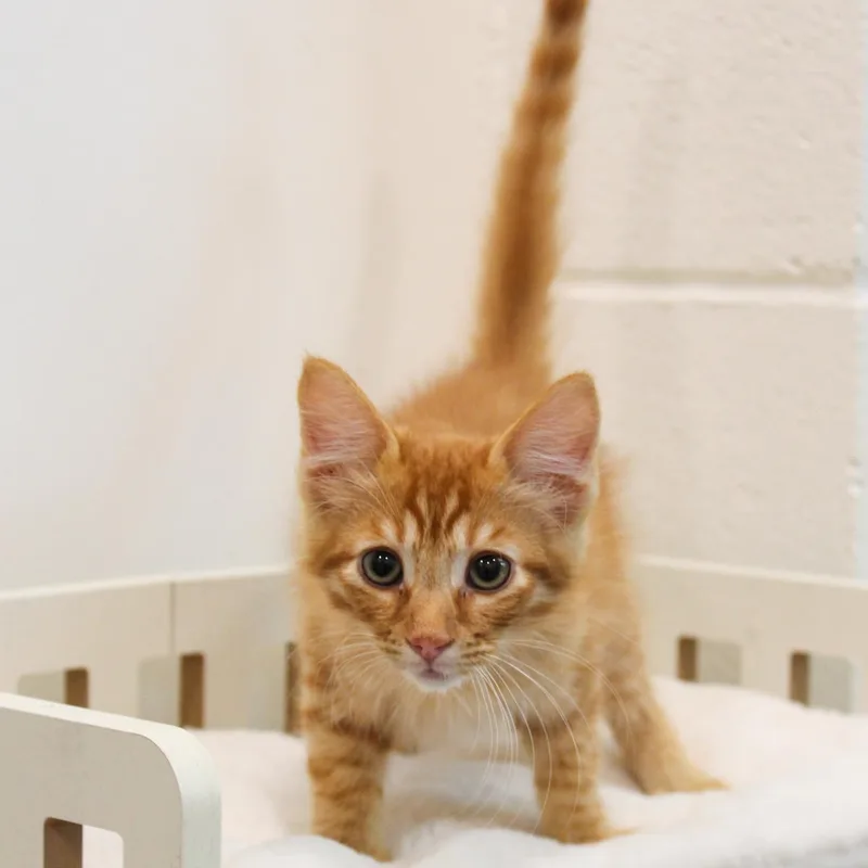 A young medium-sized male Domestic Medium Hair cat named Carrot for adoption in Newport Beach, CA