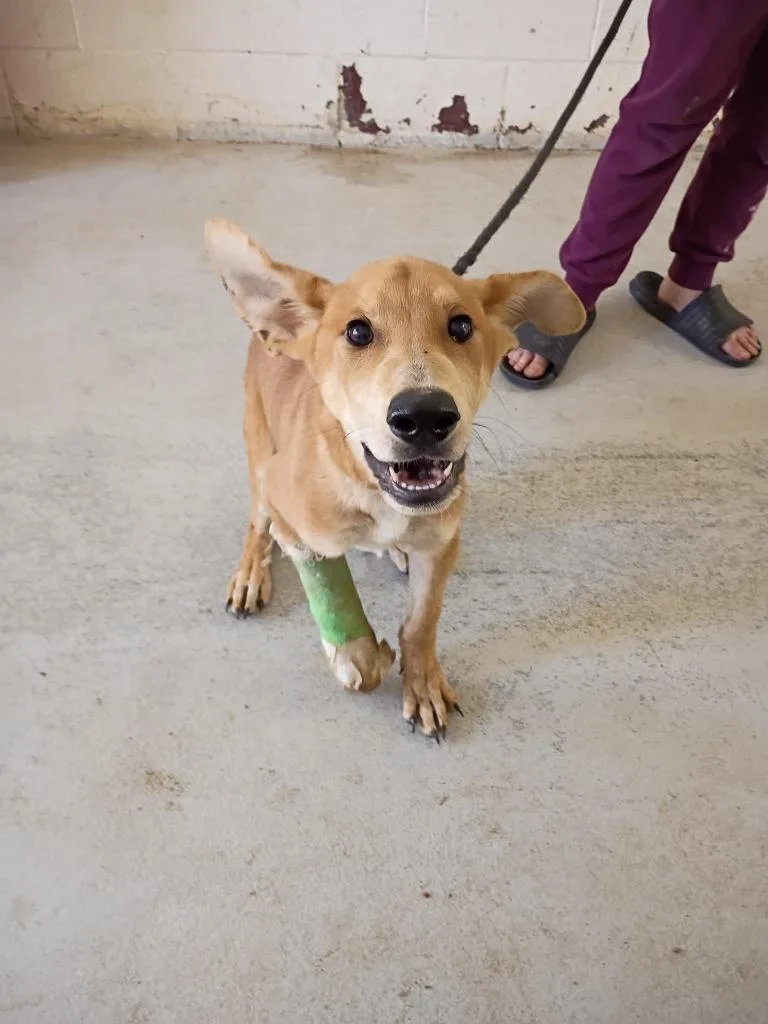 A baby small-sized male Carolina Dog dog named Chevy for adoption in Albany, GA