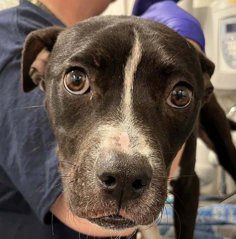 An adult medium-sized male Tricolor (Brown, Black, & White) Mixed Breed dog named Donnie for adoption in Long Island City, NY