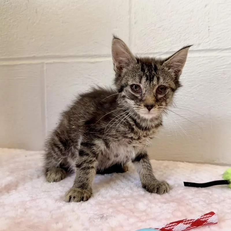 A baby small-sized male Black Domestic Short Hair cat named Trey for adoption in Evensville, TN
