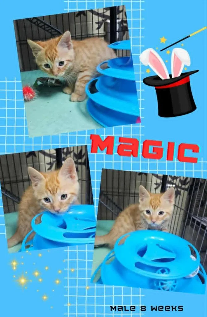 Magic