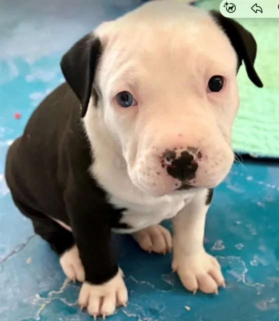 A baby small-sized female Pit Bull Terrier dog named Drop for adoption in Tucson, AZ