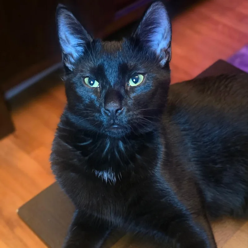 A young medium-sized male Black & White / Tuxedo Domestic Short Hair cat named Gloves for adoption in Weehawken, NJ