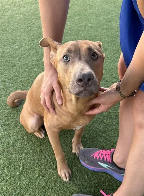 A young large-sized female Mixed Breed dog named Booine for adoption in Dallas, TX
