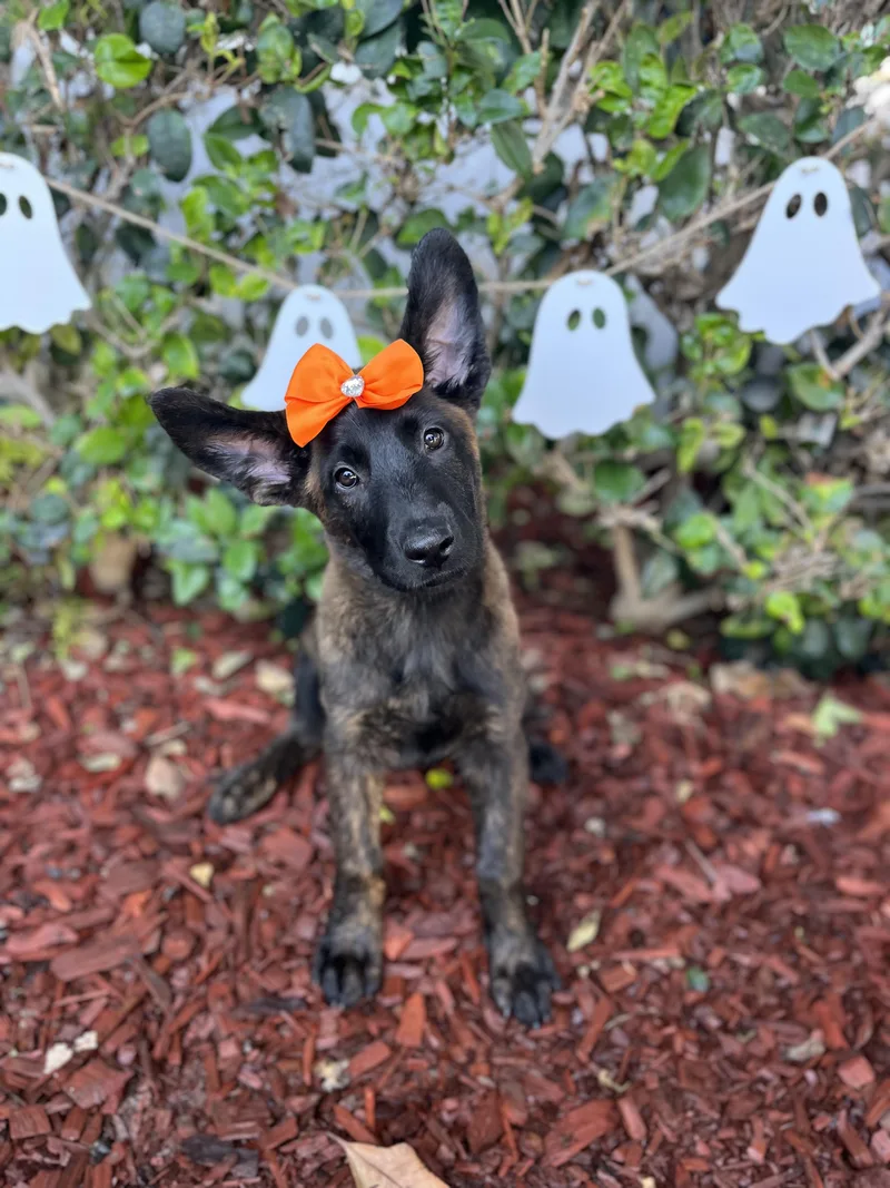 A baby medium-sized female Dutch Shepherd dog named Jasmine for adoption in South El Monte, CA