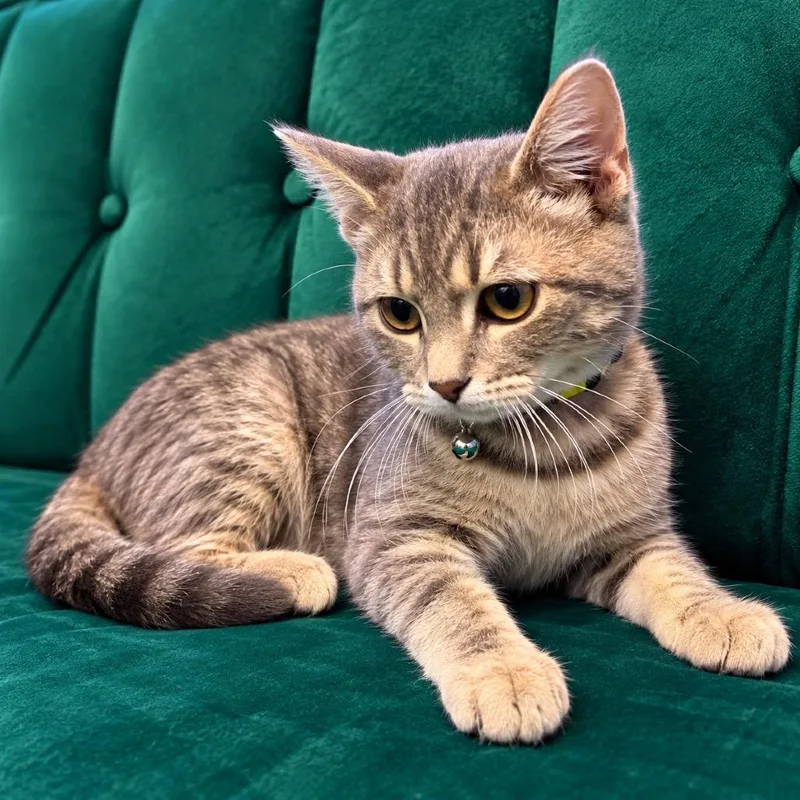 A baby medium-sized male Gray / Blue / Silver Domestic Short Hair cat named Ophelia for adoption in Bismarck, ND