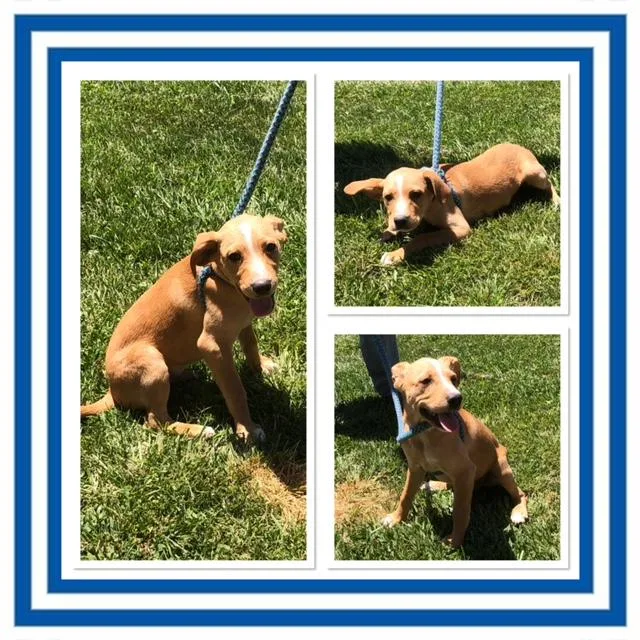 A baby medium-sized male Yellow / Tan / Blond / Fawn Australian Cattle Dog / Blue Heeler dog named Elvis for adoption in Buckhannon, WV