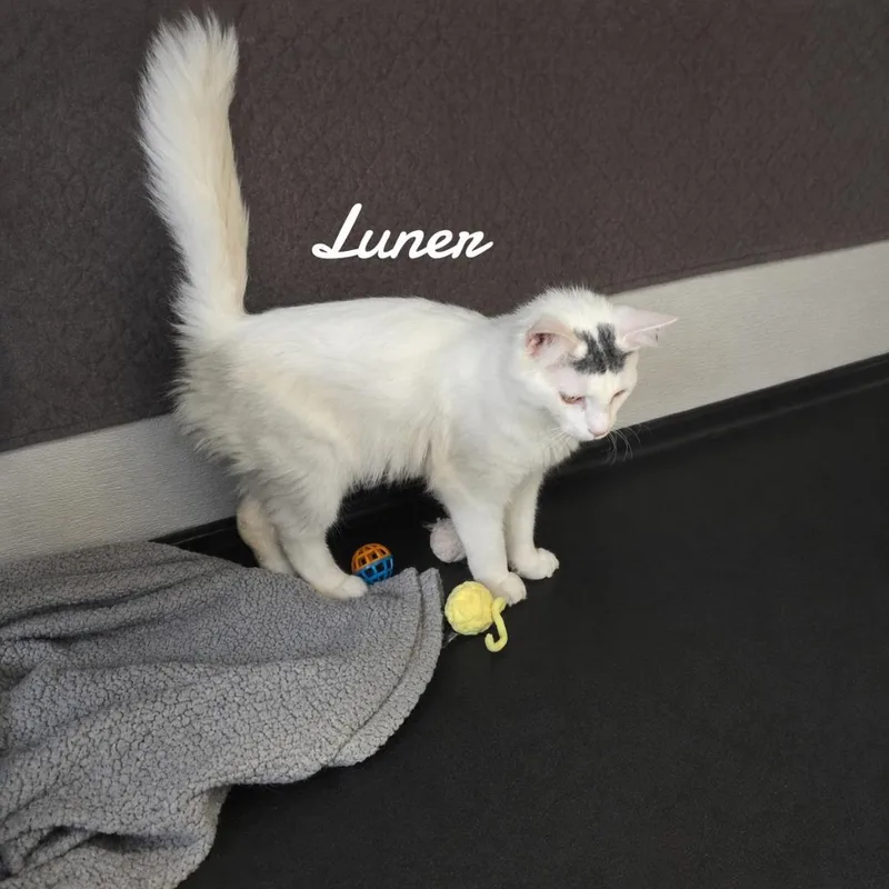 A young medium-sized male Domestic Medium Hair cat named Luner for adoption in Naugatuck, CT