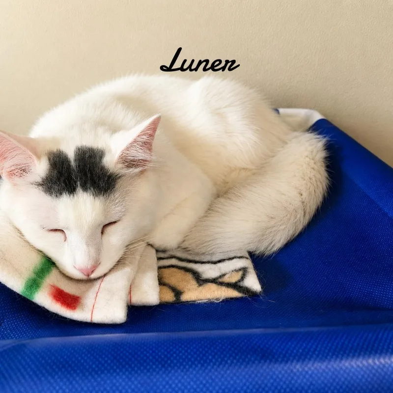 Luner thumbnail 2
