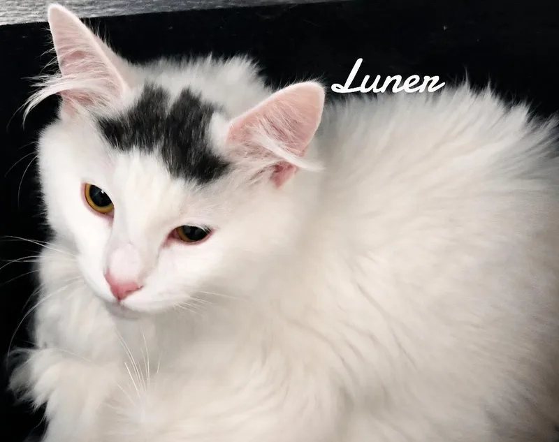 Luner thumbnail 3