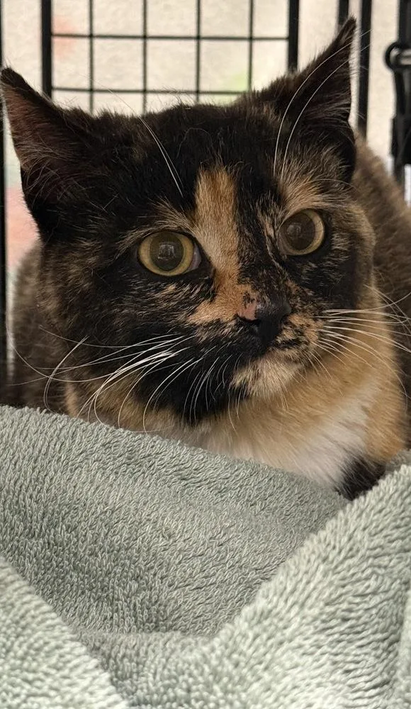 A young medium-sized female Black & White / Tuxedo Domestic Short Hair cat named Gorgeous Orchard for adoption in Mount Laurel, NJ