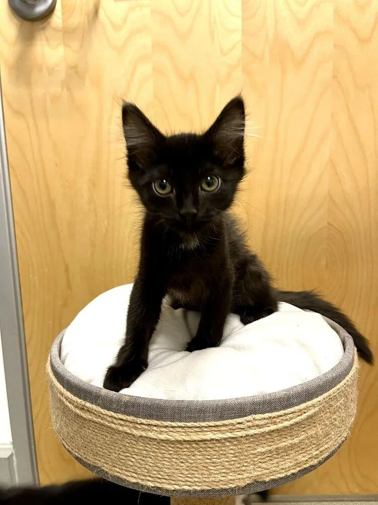 A baby small-sized male Domestic Short Hair cat named Slim Easy for adoption in Topeka, KS