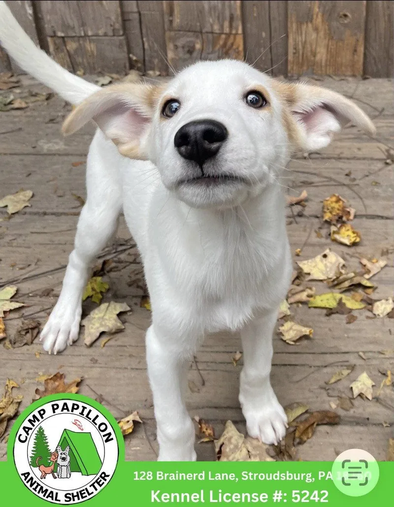 A young medium-sized male Mixed Breed dog named Bullseye for adoption in Stroudsburg, PA