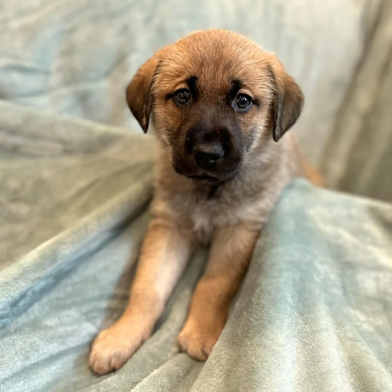 A baby medium-sized female Brown / Chocolate Hound dog named Cammie pup  Percy for adoption in Fairfax Station, VA