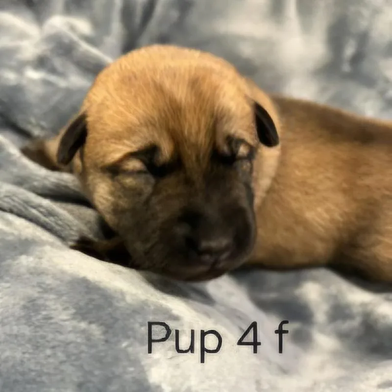 Cammie pup  Percy thumbnail 2