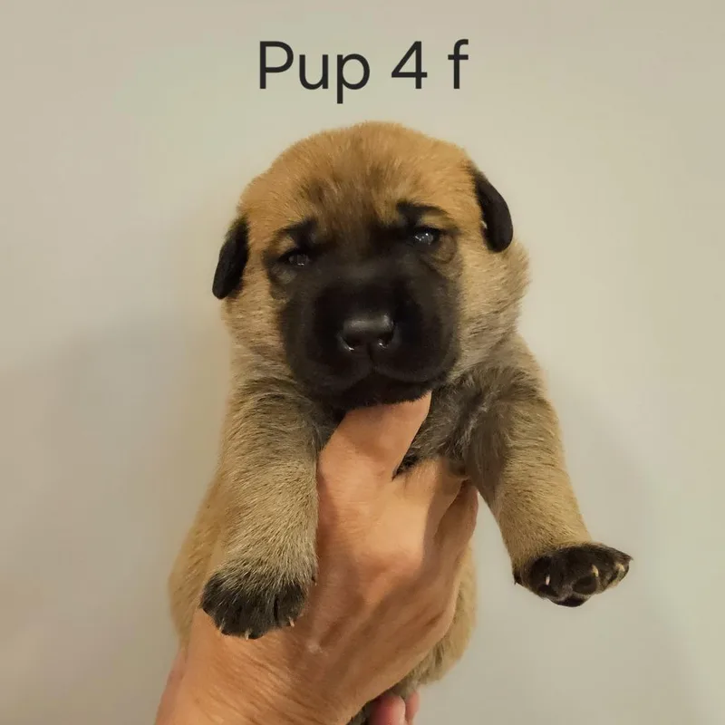 Cammie pup  Percy thumbnail 3