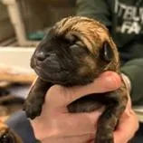 Cammie pup  Percy thumbnail 4