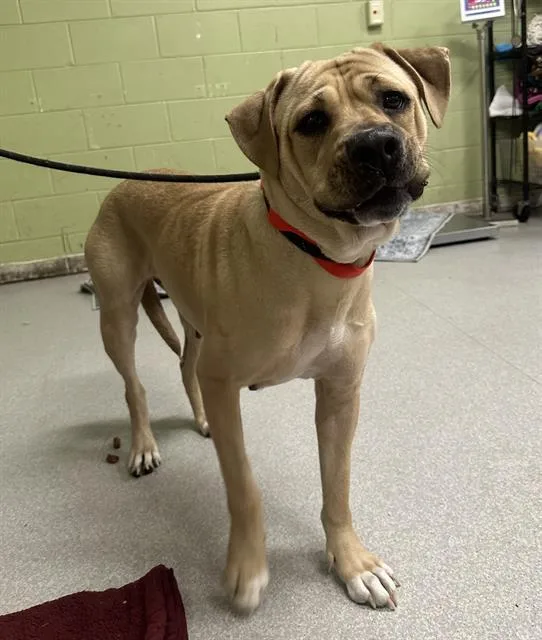 A young large-sized female Pit Bull Terrier dog named Pookie for adoption in Indianapolis, IN