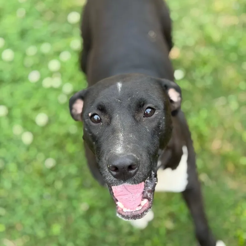 A young medium-sized female Black Pit Bull Terrier dog named Rowan for adoption in Brownsboro, AL