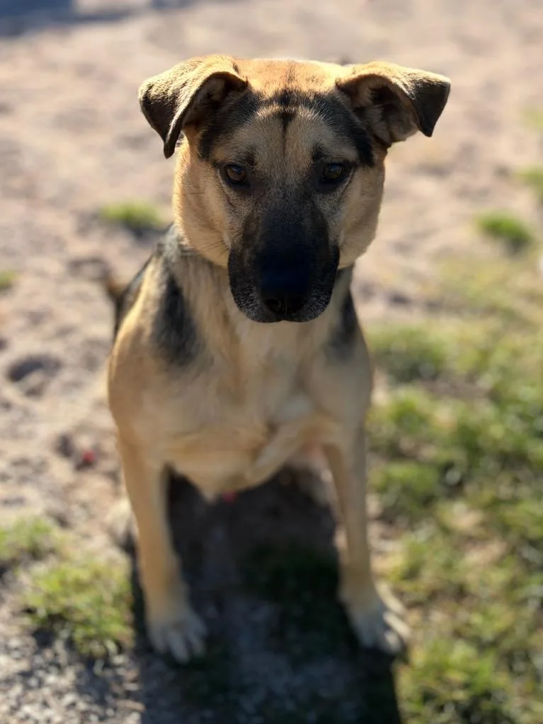A young medium-sized male Shepherd dog named Roscoe for adoption in Muskegon, MI