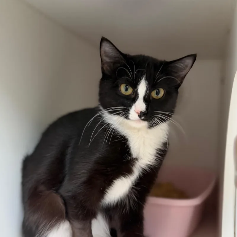 A baby small-sized female Domestic Short Hair cat named Tux for adoption in Tulsa, OK