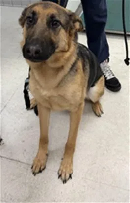 A young large-sized female German Shepherd Dog dog named Gunner for adoption in Los Angeles, CA