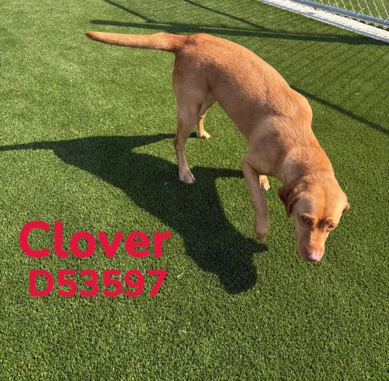 Clover thumbnail 2