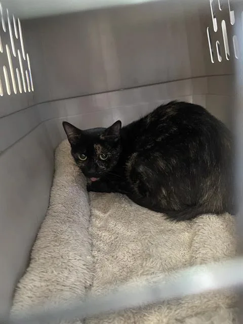 A young medium-sized female Domestic Short Hair cat named Nina for adoption in Dallas, TX