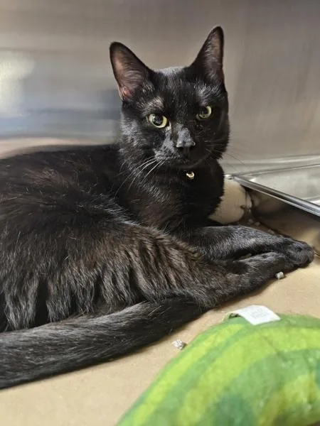 An adult medium-sized male Domestic Short Hair cat named Nyx for adoption in Kennewick, WA