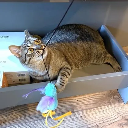 An adult small-sized female Domestic Short Hair cat named Pawnee for adoption in Washington, DC