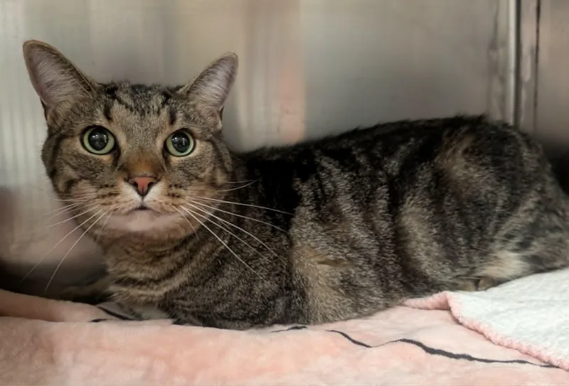 An adult medium-sized male Tabby cat named Zane H for adoption in Somerset, KY