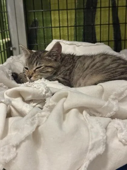 A baby small-sized female Domestic Short Hair cat named Tootsie for adoption in Washington, DC