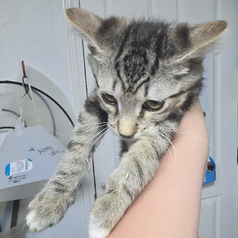 A baby small-sized male Brown / Chocolate Domestic Short Hair cat named Grayson for adoption in Marble, NC