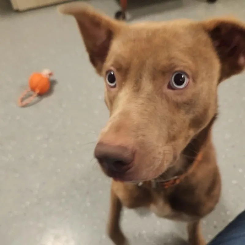 An adult large-sized male Mixed Breed dog named Leslie for adoption in Danville, KY