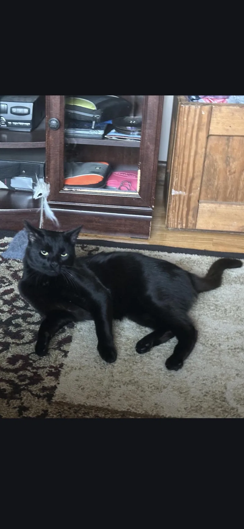 An adult large-sized male Domestic Short Hair cat named Cocoa for adoption in Canton, CT