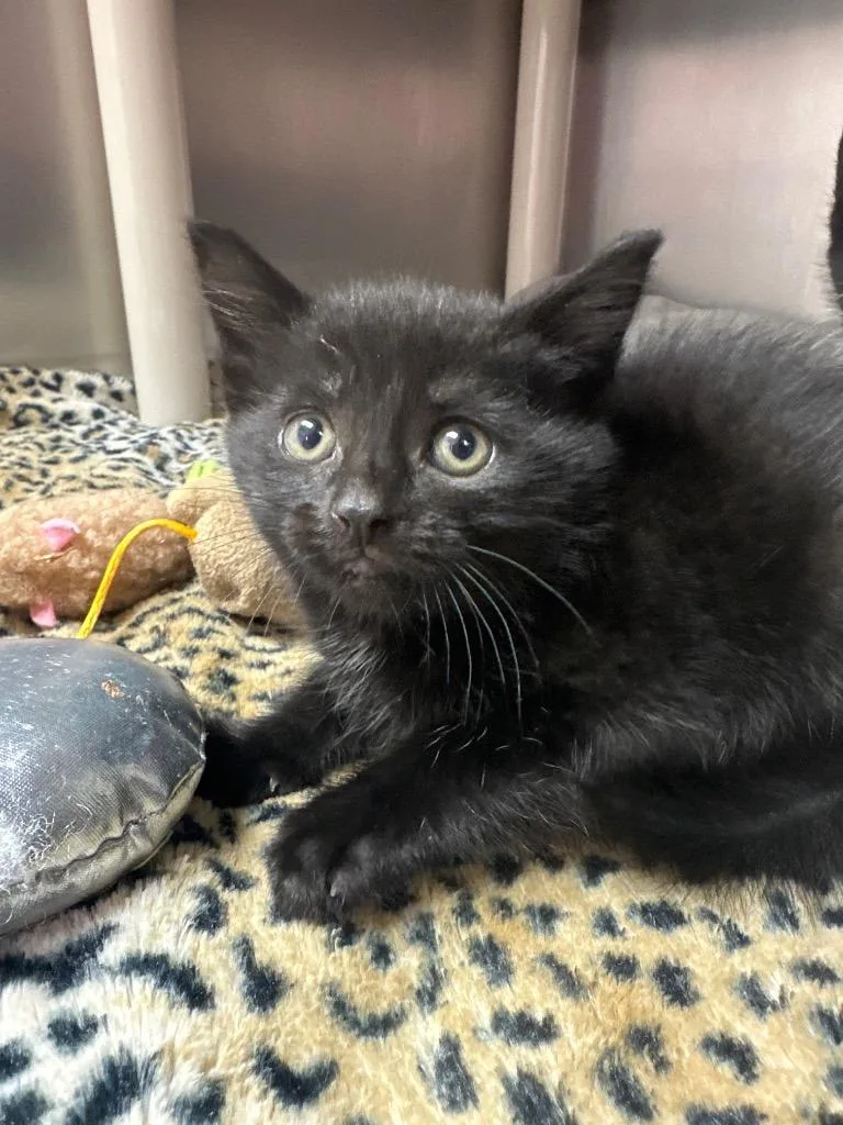 A baby medium-sized female Domestic Short Hair cat named Orchid for adoption in Pomona, NY