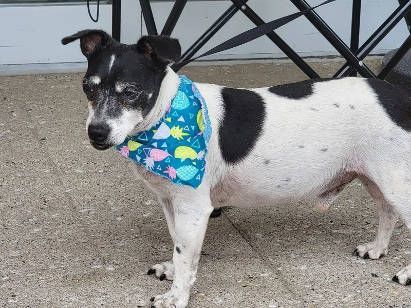 A senior small-sized male White / Cream Rat Terrier dog named Mando for adoption in Sioux City, IA