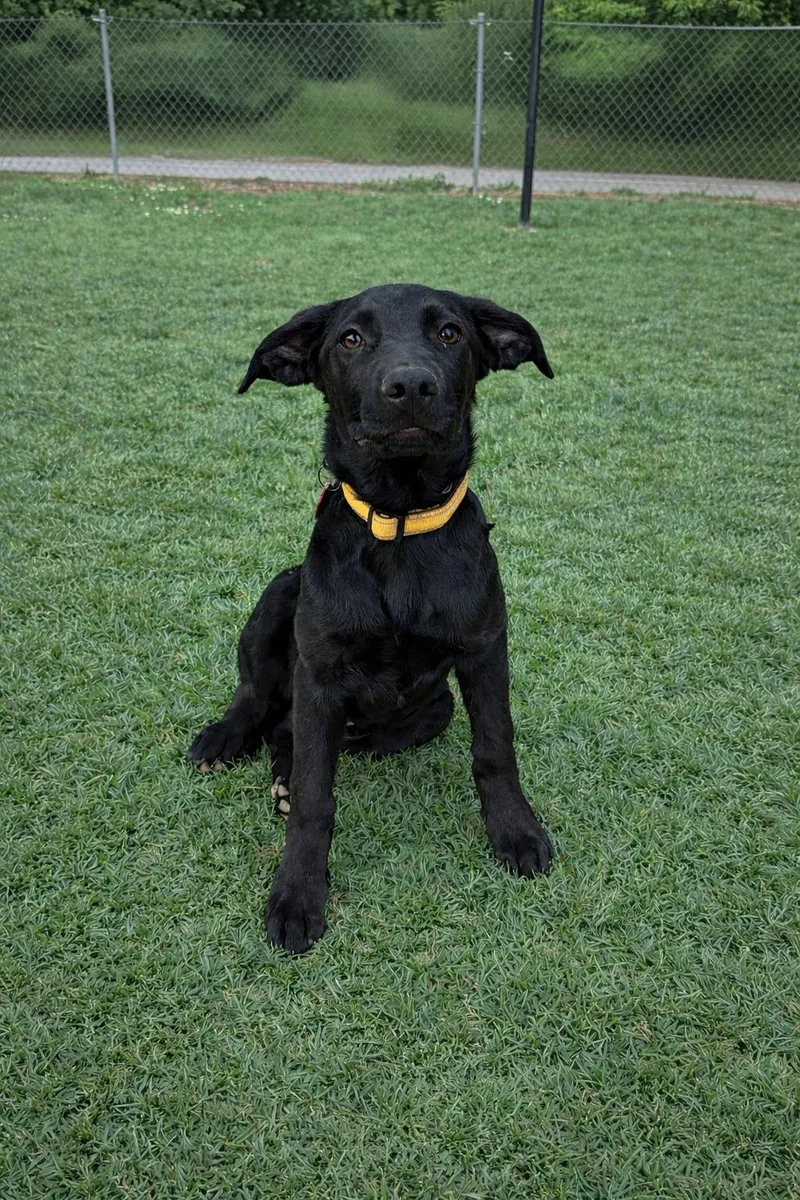 A young large-sized male Labrador Retriever dog named Storm for adoption in Nashville, TN