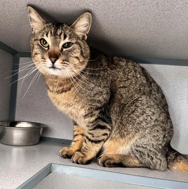 Patterson thumbnail 2