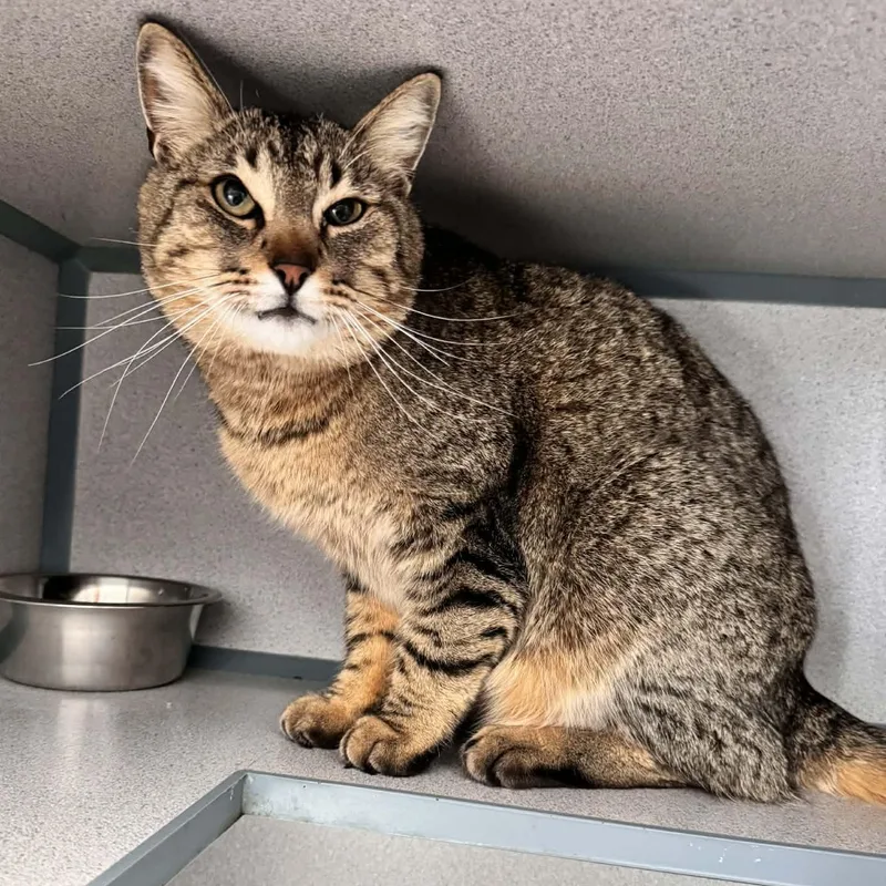 Patterson thumbnail 3