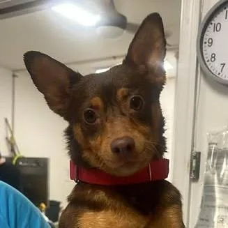 An adult small-sized female Brown / Chocolate Mixed Breed dog named Seraphim Cowl for adoption in Fredericksburg, VA